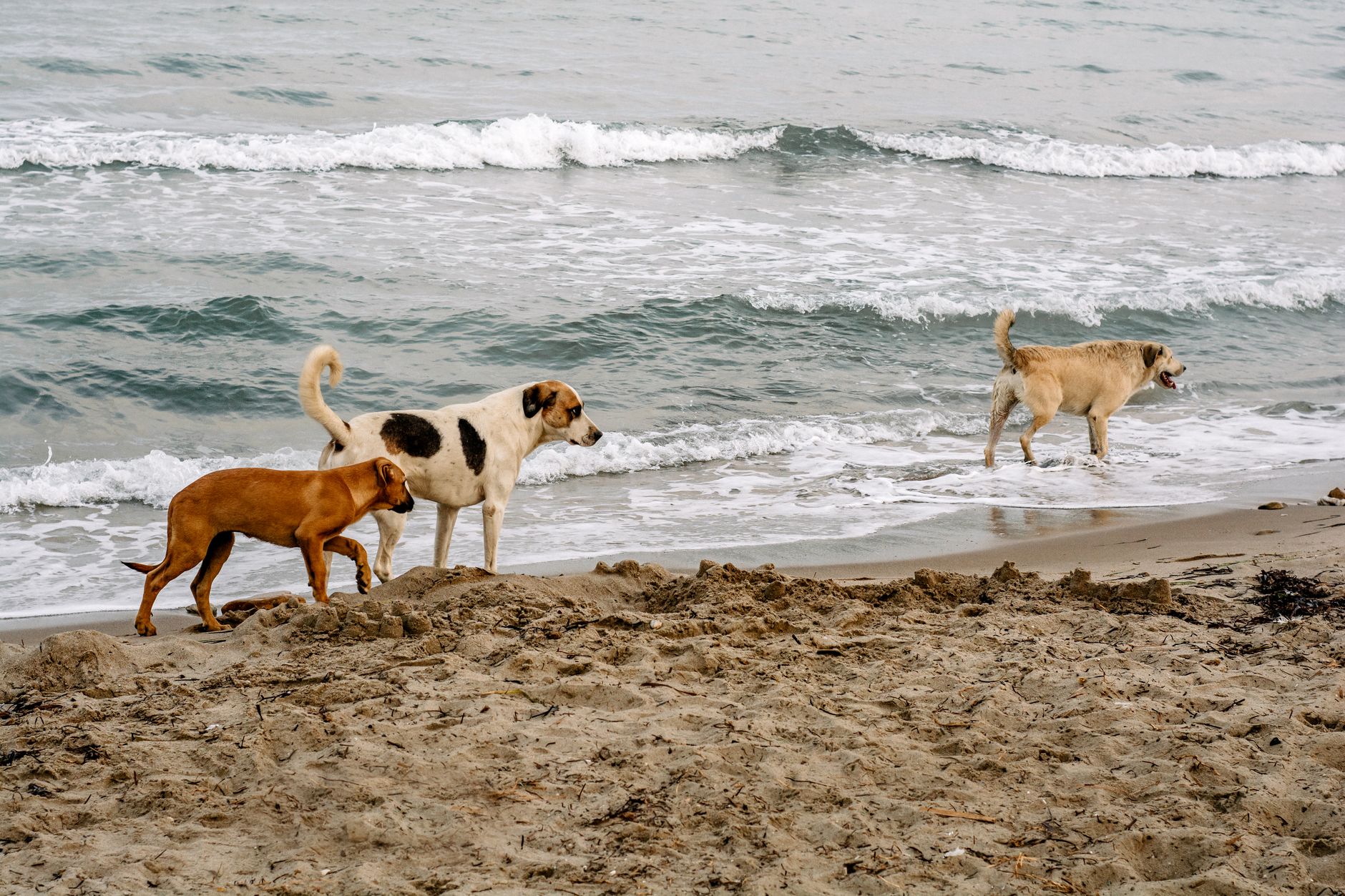 Three dogs walking along a sandy beach by the ocean, enjoying the waves.